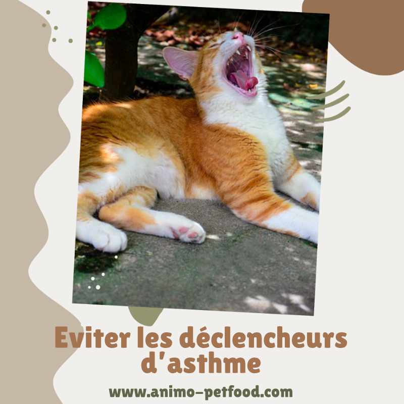 asthme-chat-maladie-respiratoire